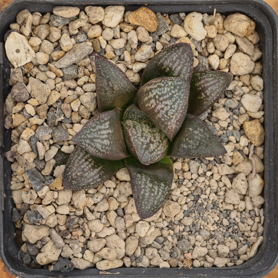 Haworthia 12 x 16 - HaworthiaLand