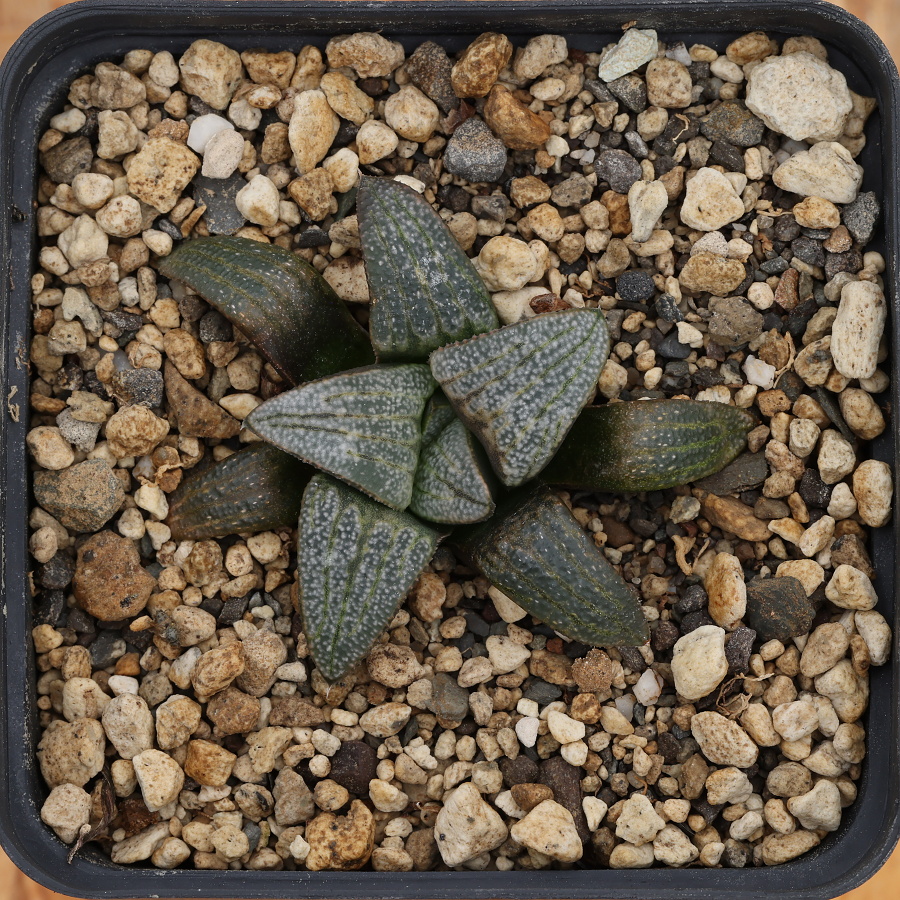 x-0852 haworthia hybrid splendens 01098 x enigma IB4817 cl4 sale