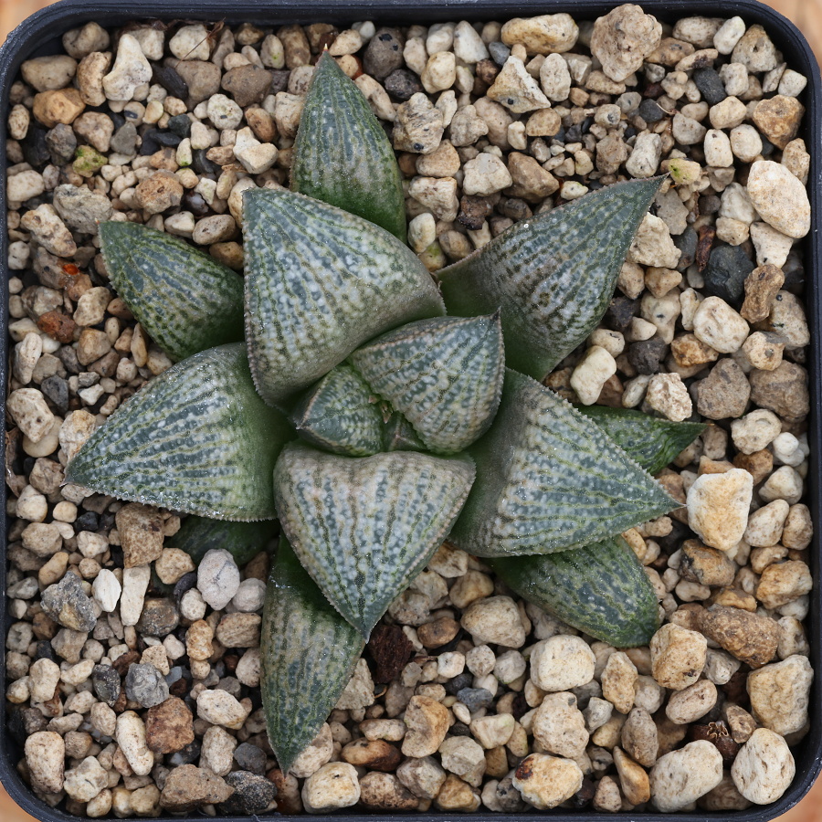 x-1255 haworthia hybrid 16 x multiparent cl2 sale
