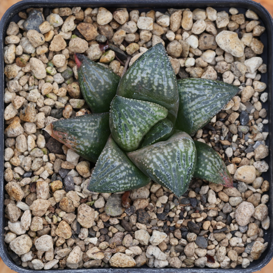 x-1255 haworthia hybrid 16 x multiparent cl3 sale