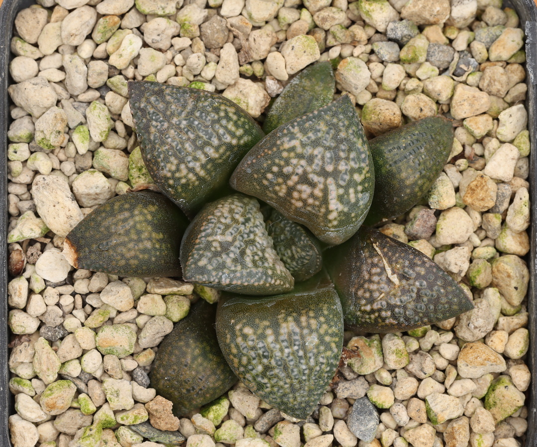 x-1255 haworthia hybrid 16 x multiparent cl6 sale