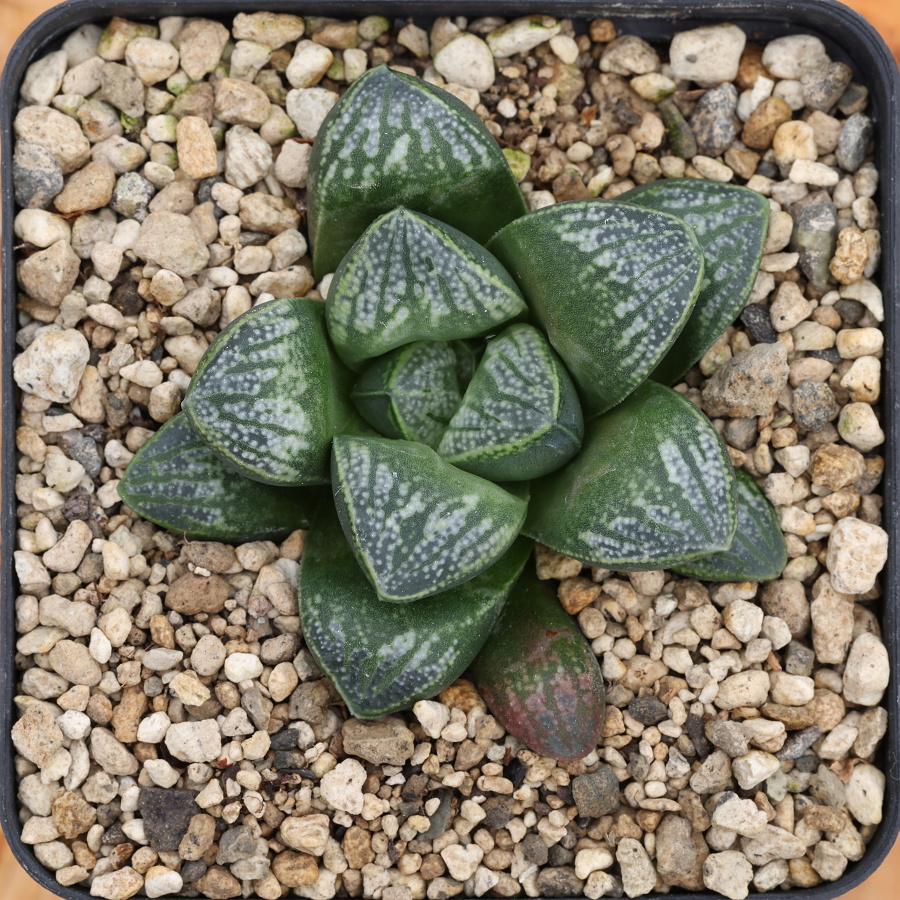 x-1264 haworthia hybrid 48 x multiparent cl11 sale