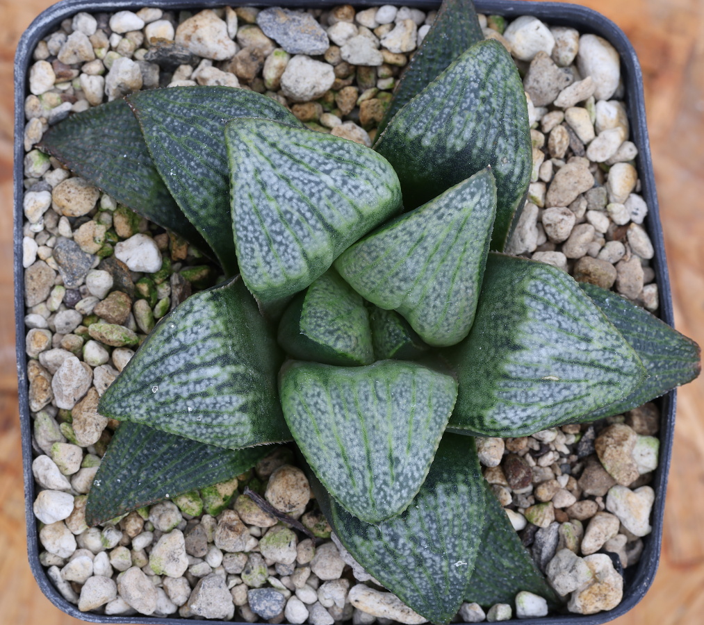x-1264 haworthia hybrid 48 x multiparent cl12 sale