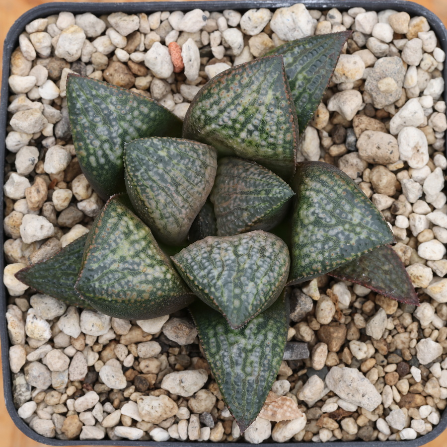 x-1264 haworthia hybrid 48 x multiparent cl14 sale