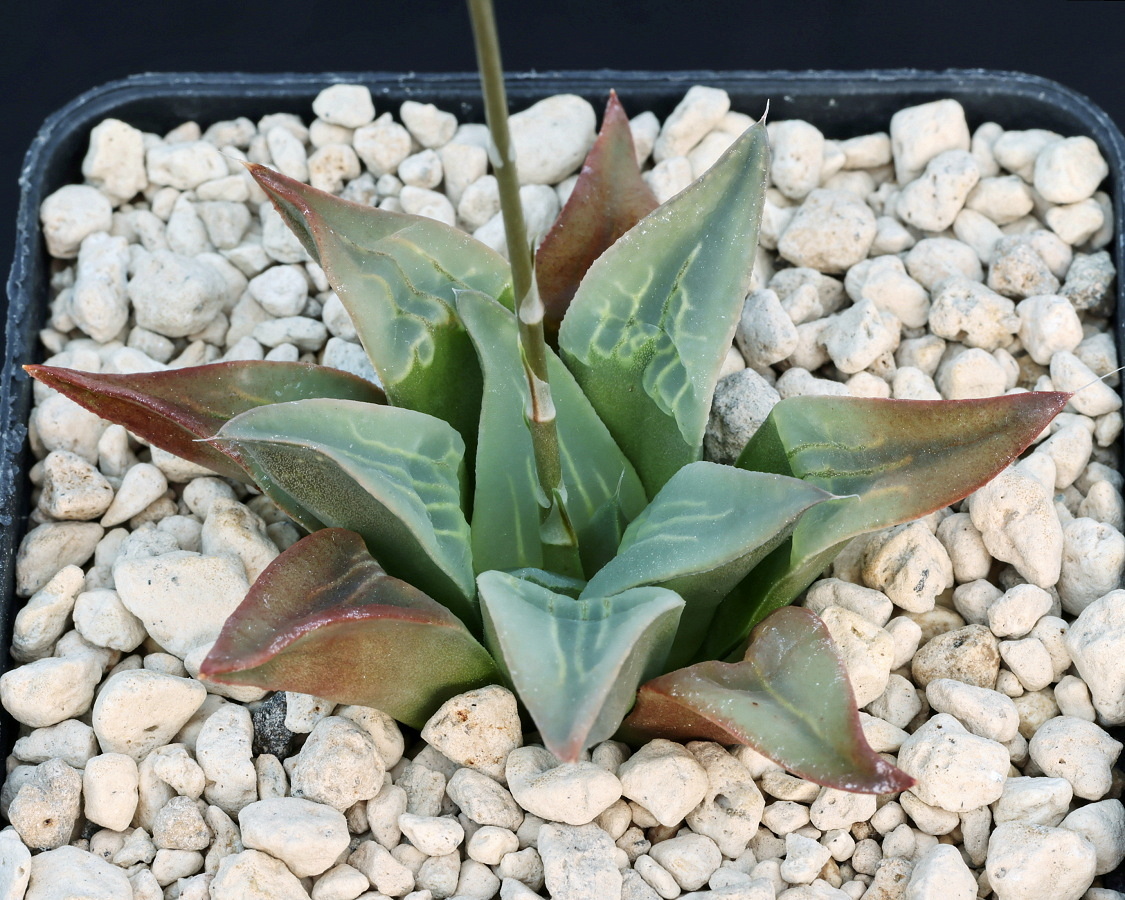 00418 haworthia mutica haarwegkloof 38 km ne of bredasdorp jdv85 017