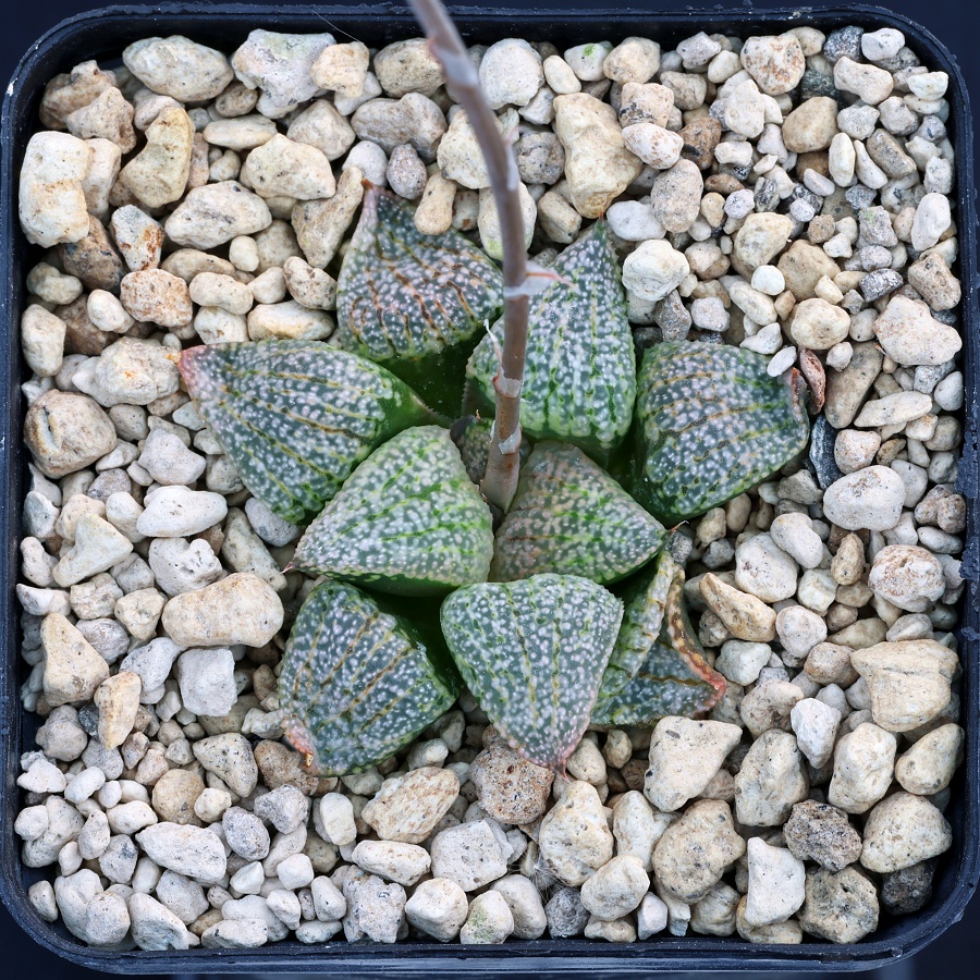 00434 cl1 haworthia picta tricolor rooiberg pass 26 km sws of calitzdorp gm256