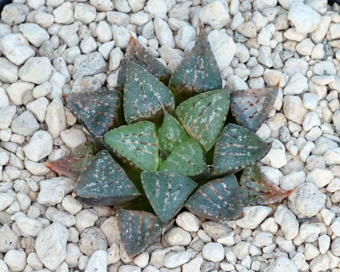 00451 haworthia picta witklip 22km sw of oudtshoorn jdv90 010