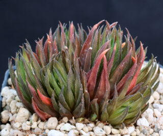 00829 haworthia monticola uniondale poort 3 km from s entrence ib07096