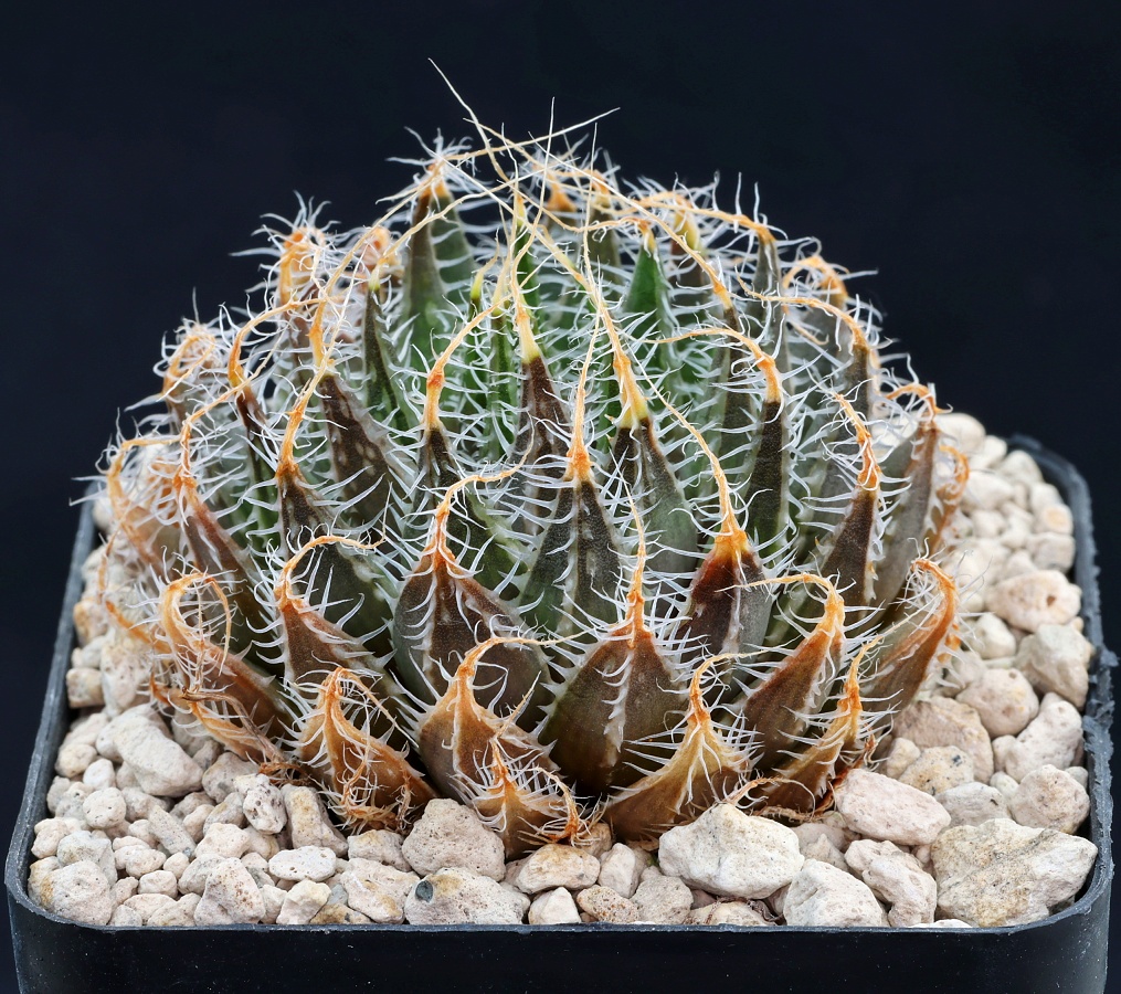 01083 cl1 haworthia nortieri var pehlemanniae n of laingsburg about 10 km n of tl jdv91 047
