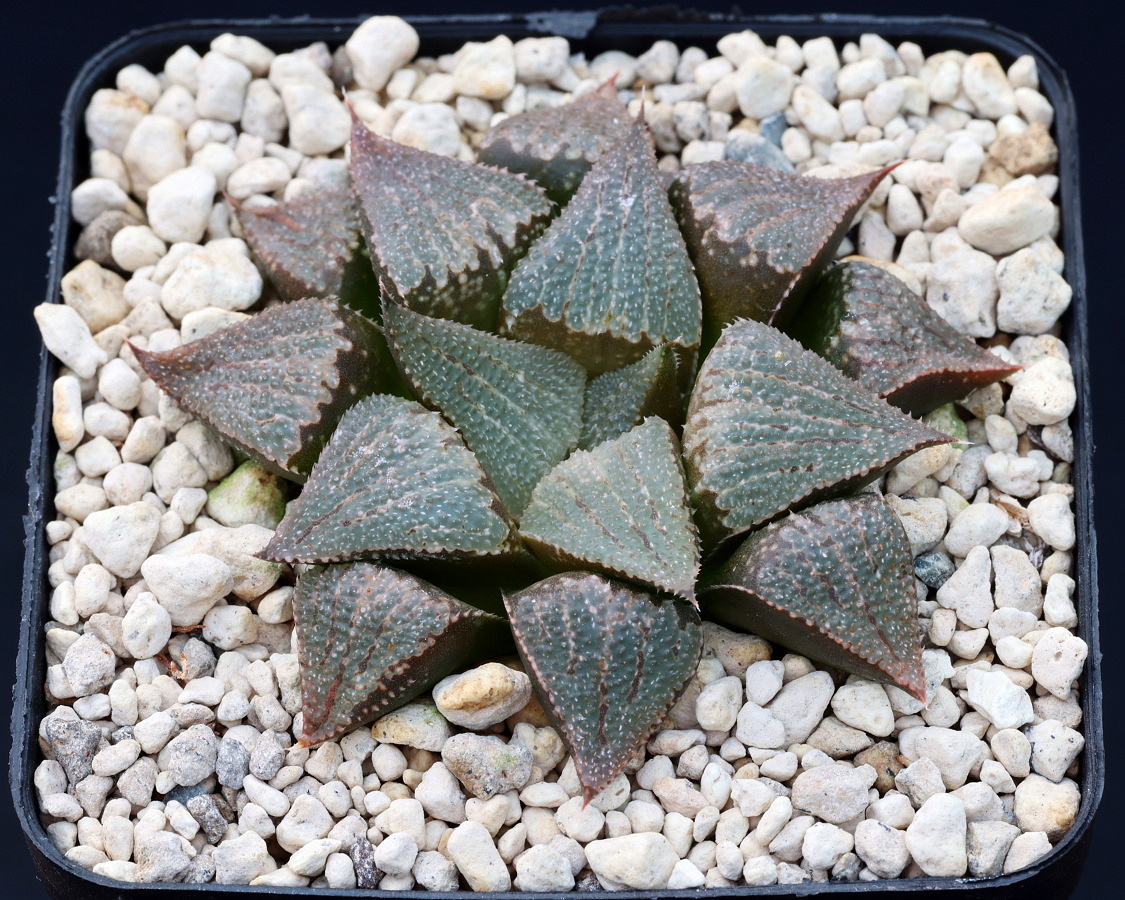 01106 haworthia emelyae var major breueri waterval ne sandkraal gm449