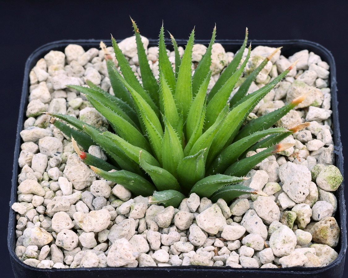 01122 cl1 haworthia chloracantha floribunda herbertsdale jdv97 136