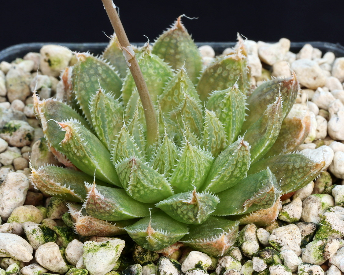 01231 haworthia nortieri var globosiflora doringbos botterkloof jdv93 062