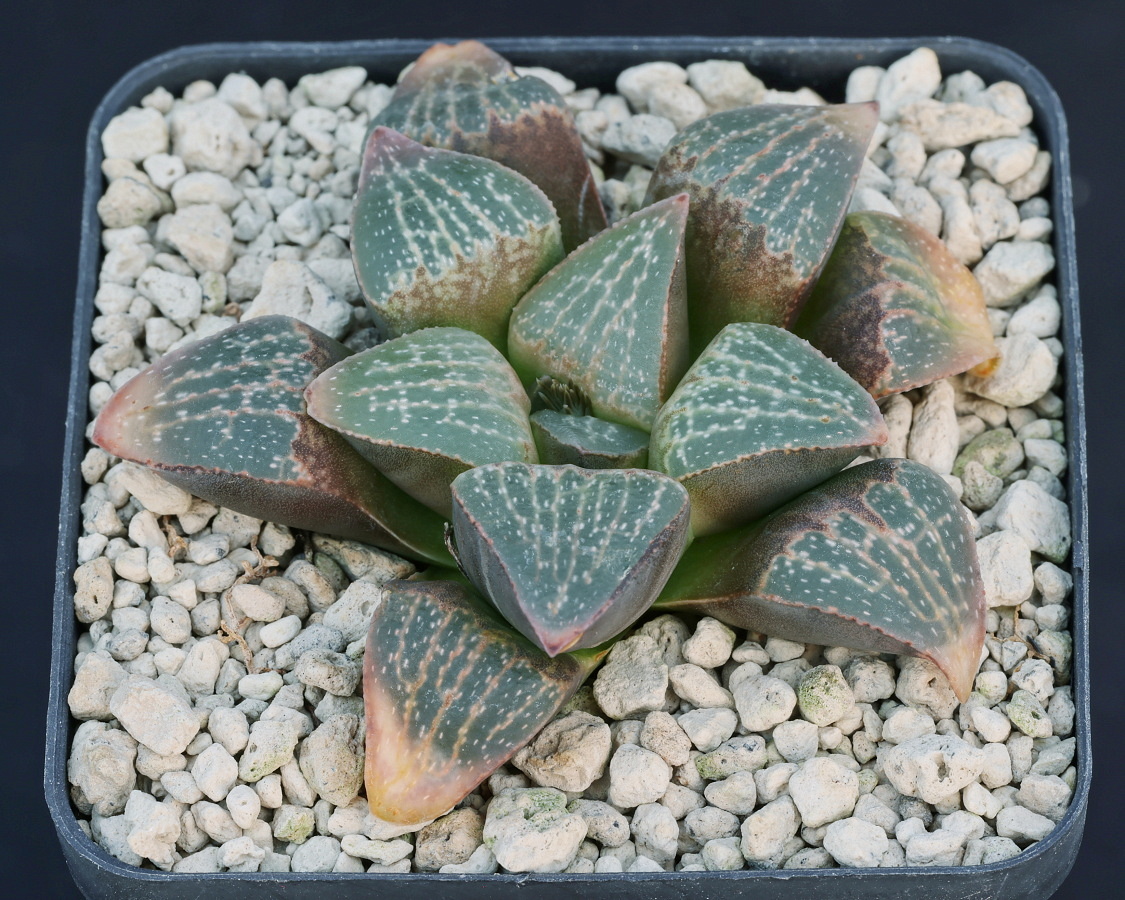 01442 haworthia pygmaea var argenteo maculosa humor jdv91 038