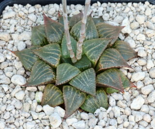 01475 haworthia picta n of saffraansrivier 24 km sws of oudtshoorn vdv057