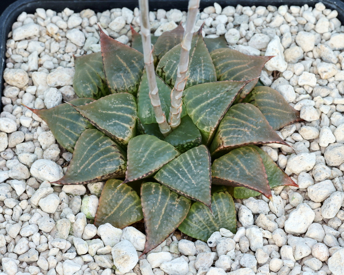 01475 haworthia picta n of saffraansrivier 24 km sws of oudtshoorn vdv057
