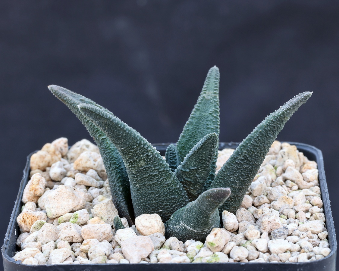 01844 cl2 haworthiopsis sordida de plaat ne of kabouga mbb6947