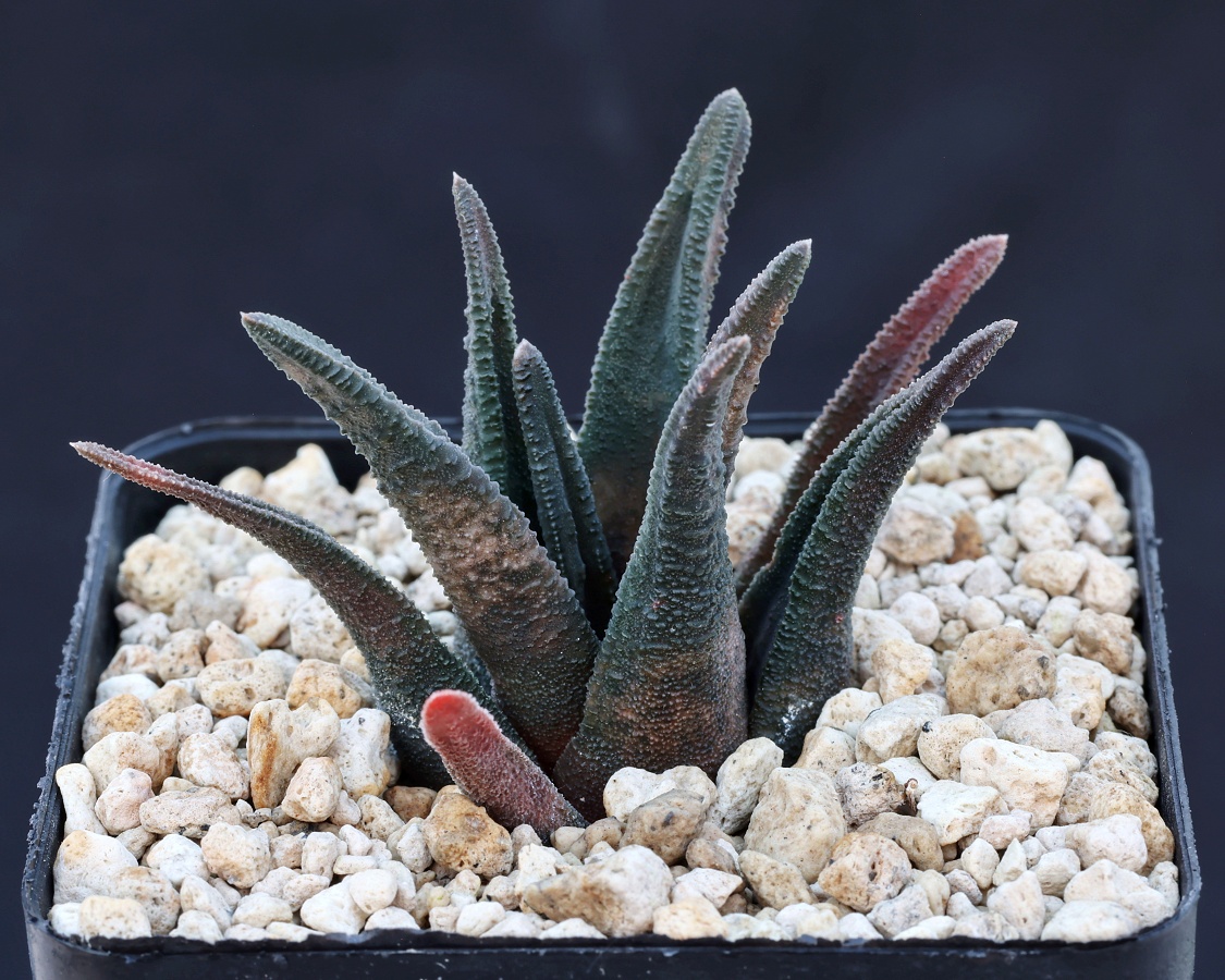 01844 cl3 haworthiopsis sordida de plaat ne of kabouga mbb6947