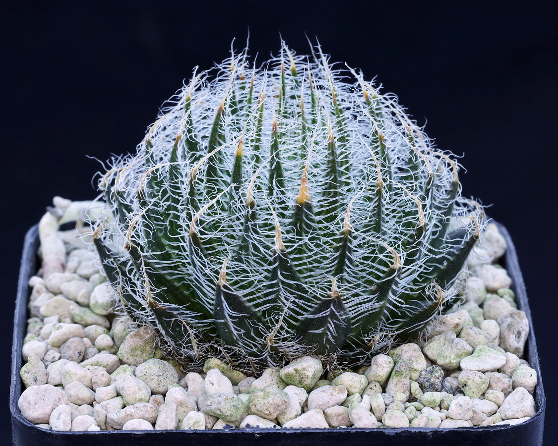 01854 haworthia arachnoidea var aranea vergelegen nw of dysselsdorp jdv90 059