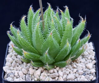 01865 haworthia cooperi var isabellae kromia nn ripon kromrivier jdv87 055