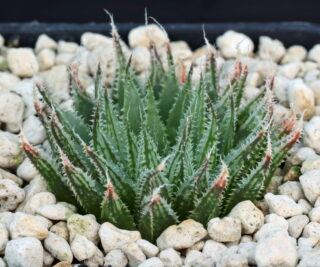 01891 haworthia mirabilis var notabilis noree