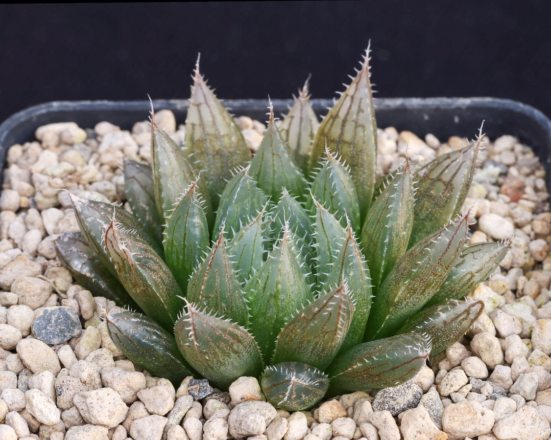 02028 haworthia cooperi ionandra nn joubertina municipal land opppsite art shop ib07091