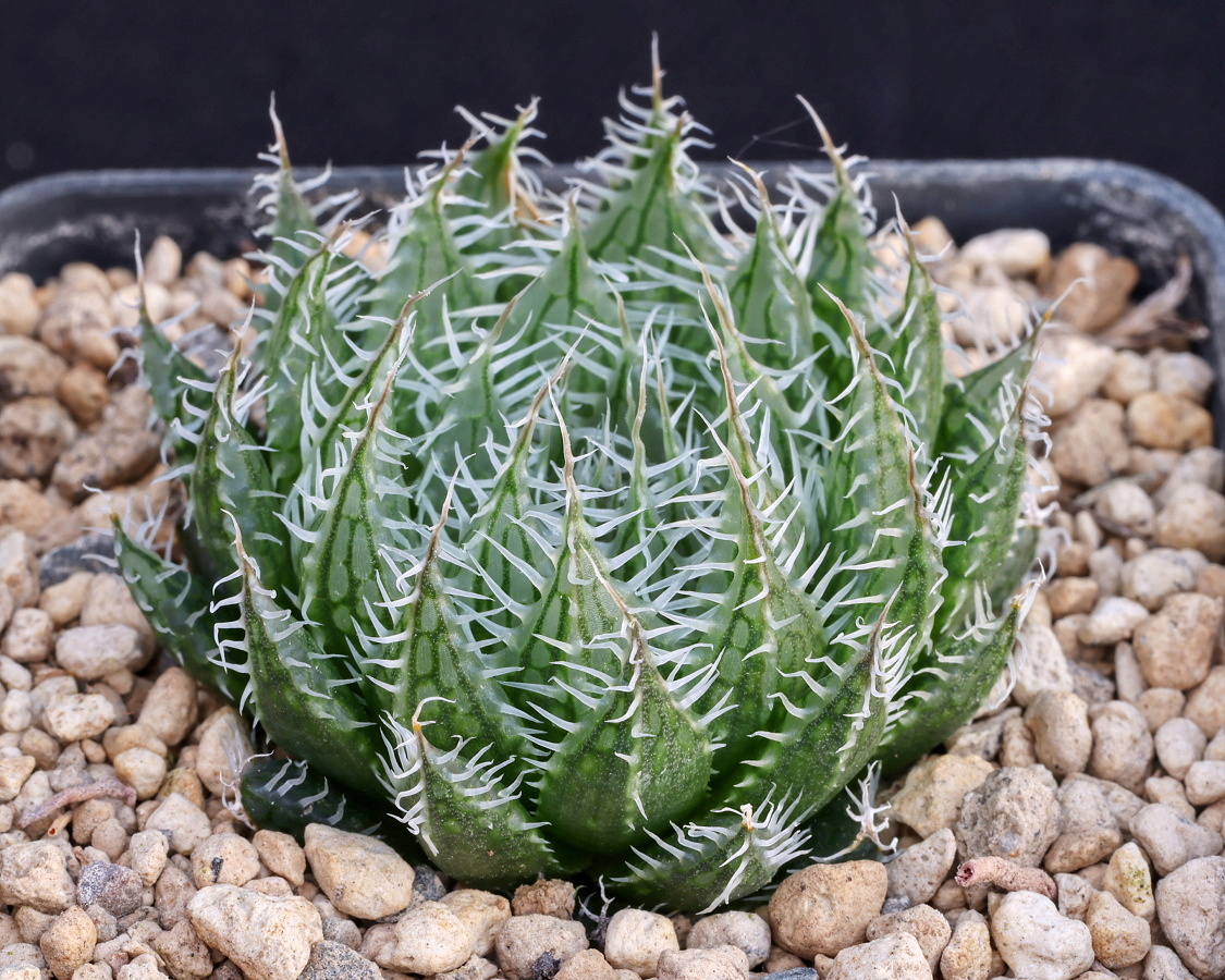 02081 haworthia decipiens var cyanea trakaskuilen mbb7025