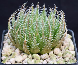 02083 haworthia decipiens var virella regina just n of klipplaat