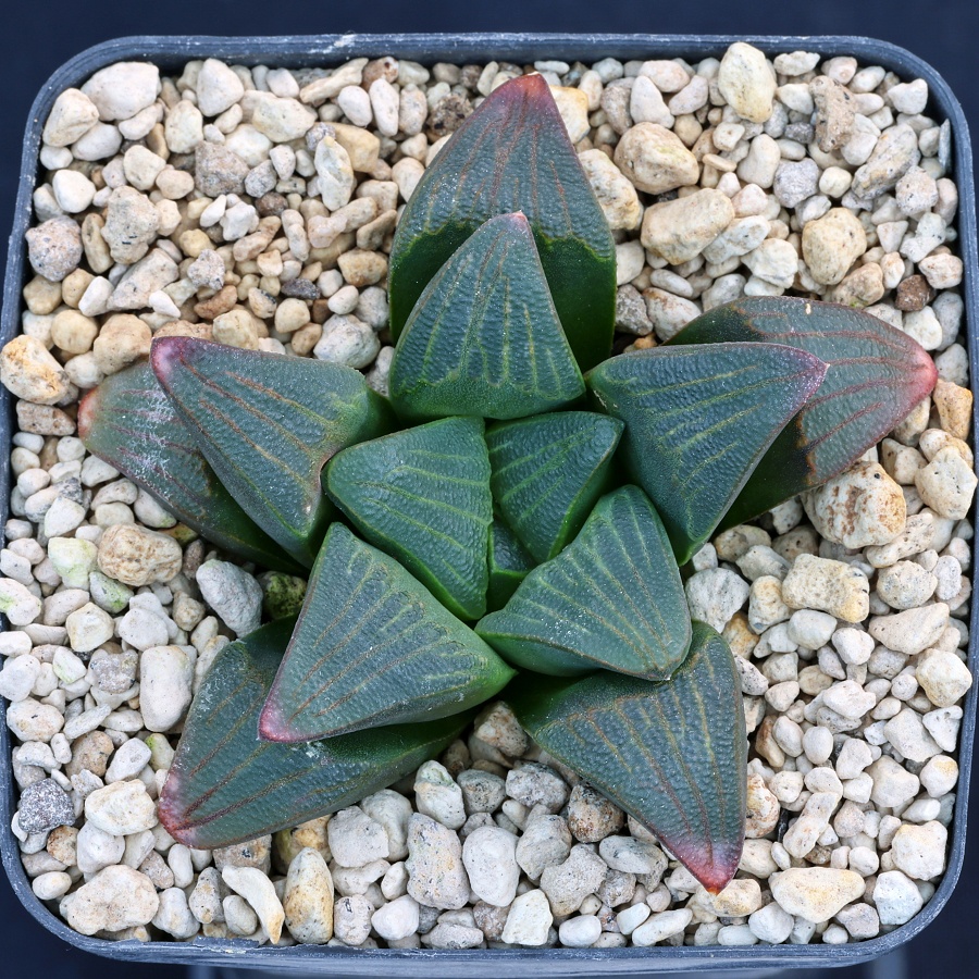 02301 cl2 haworthia mirabilis var atrofusca enigma 8 km nw of riversdale corrente river jdv92 097