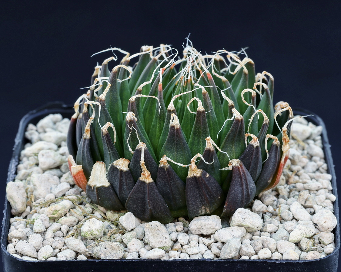 02326 haworthia arachnoidea var nigricans macroyalis nn red hills 5 km s of oudtshoorn vdv021 (2)