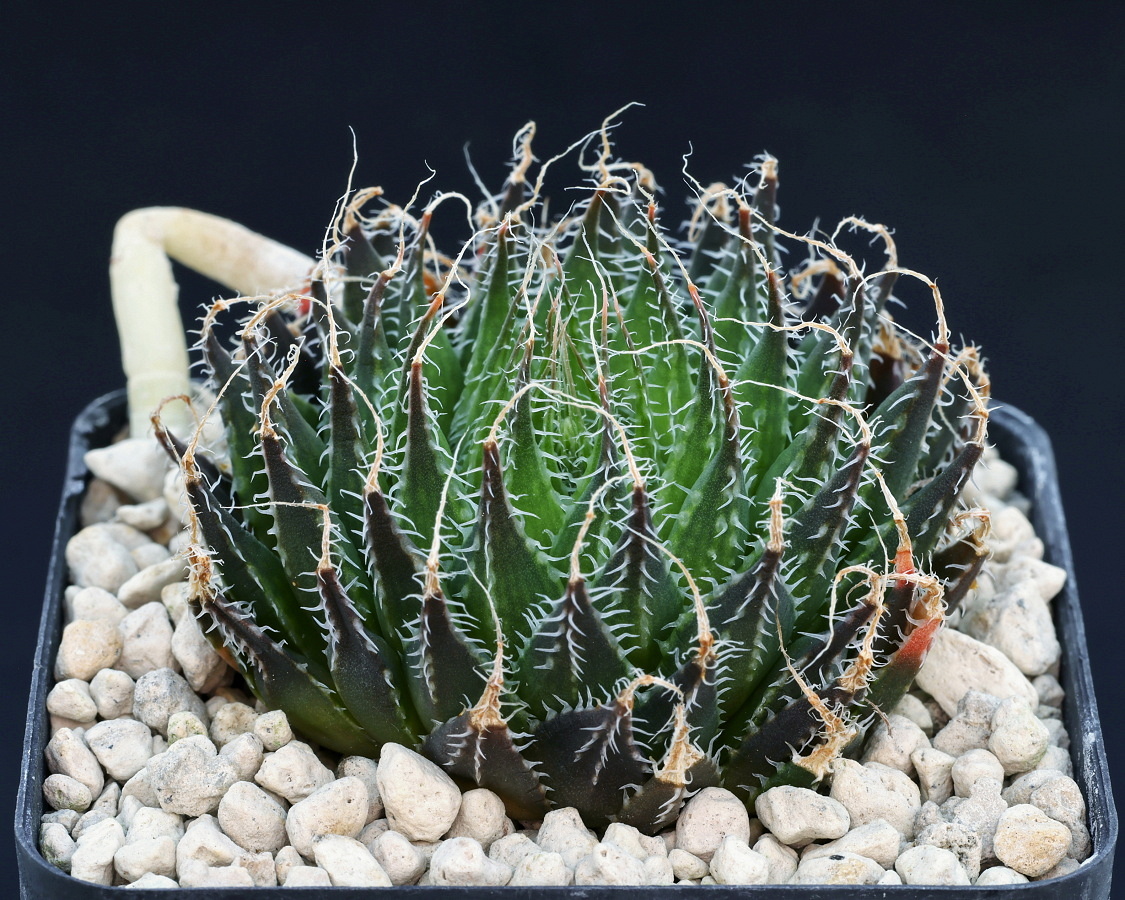 02326 haworthia arachnoidea var nigricans macroyalis nn red hills 5 km s of oudtshoorn vdv021