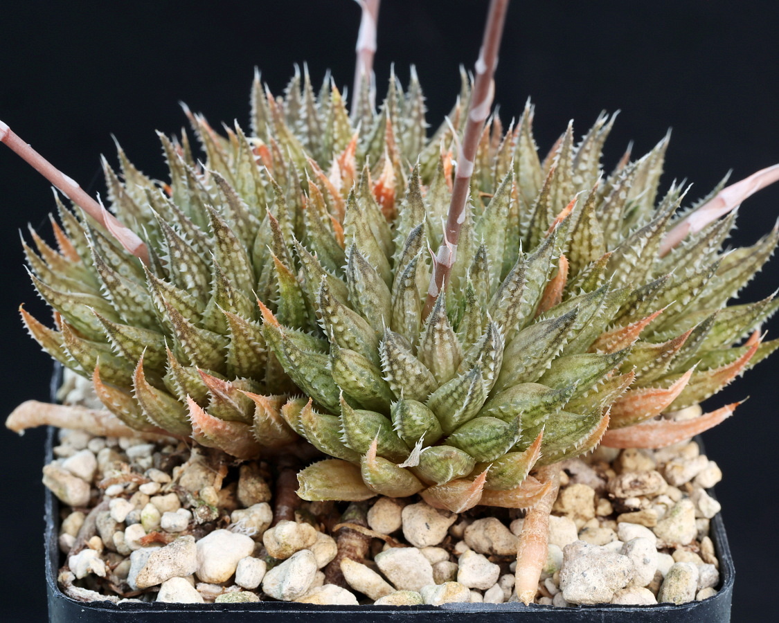 02393 haworthia herbacea n of mowers station se of worcester mbb6737