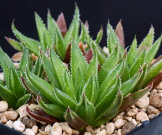 03033 haworthia monticola baviens nn top bosrug baviaanskloof mbb6823