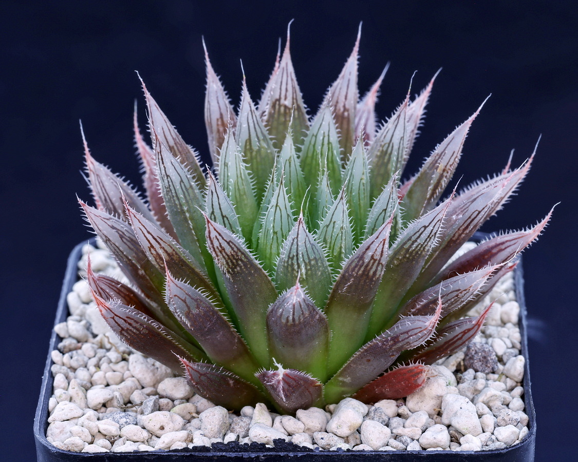 03068 haworthia cooperi var leightonii kiwanea kiwane sw of kaysers beach ib06973