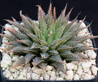 03167 haworthia mirabilis var notabilis sandrivier just w robertson