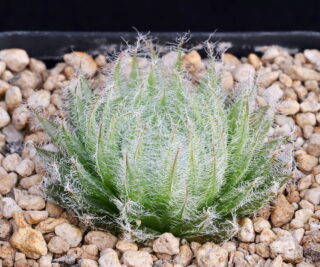 03246 haworthia cooperi var isabellae lachnosa aff kouga wilderness dmc13934