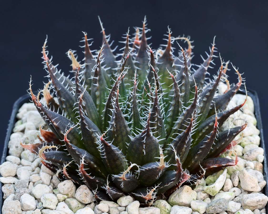 03324 haworthia arachnoidea var nigricans leopoort farm s oudtshoorn