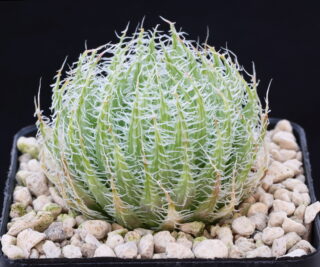 03381 haworthia decipiens var virella wolwekop sw of harefield ib13686