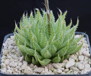 03504 cl1 haworthia reticulata uitvlug near de wet station ne of worcester