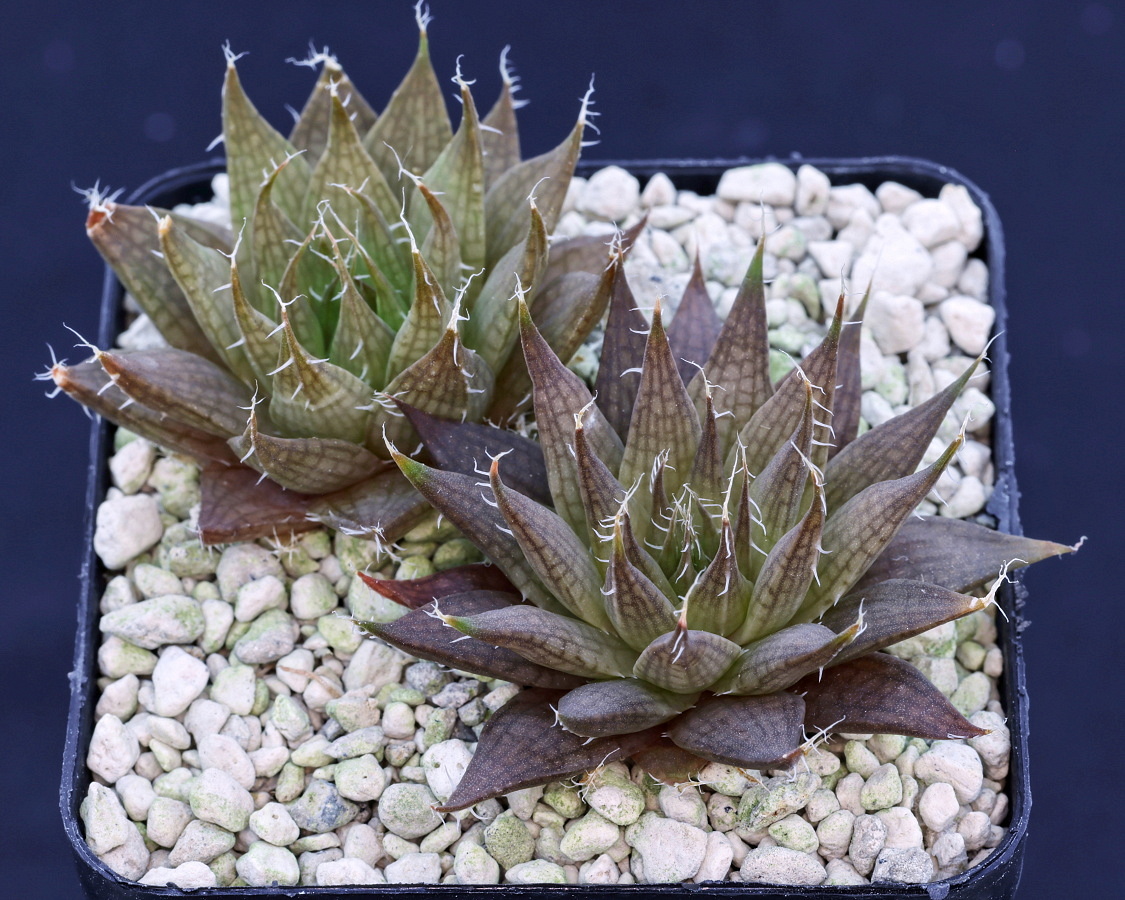 03625 haworthia arachnoidea var nigricans venteri 29 km w of ladismith top of the hill dmc13644