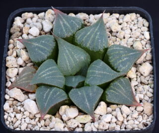 03652 haworthia mirabilis obserata brandrivier gm718