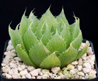 03720 haworthia decipiens leeukloofpoort further e