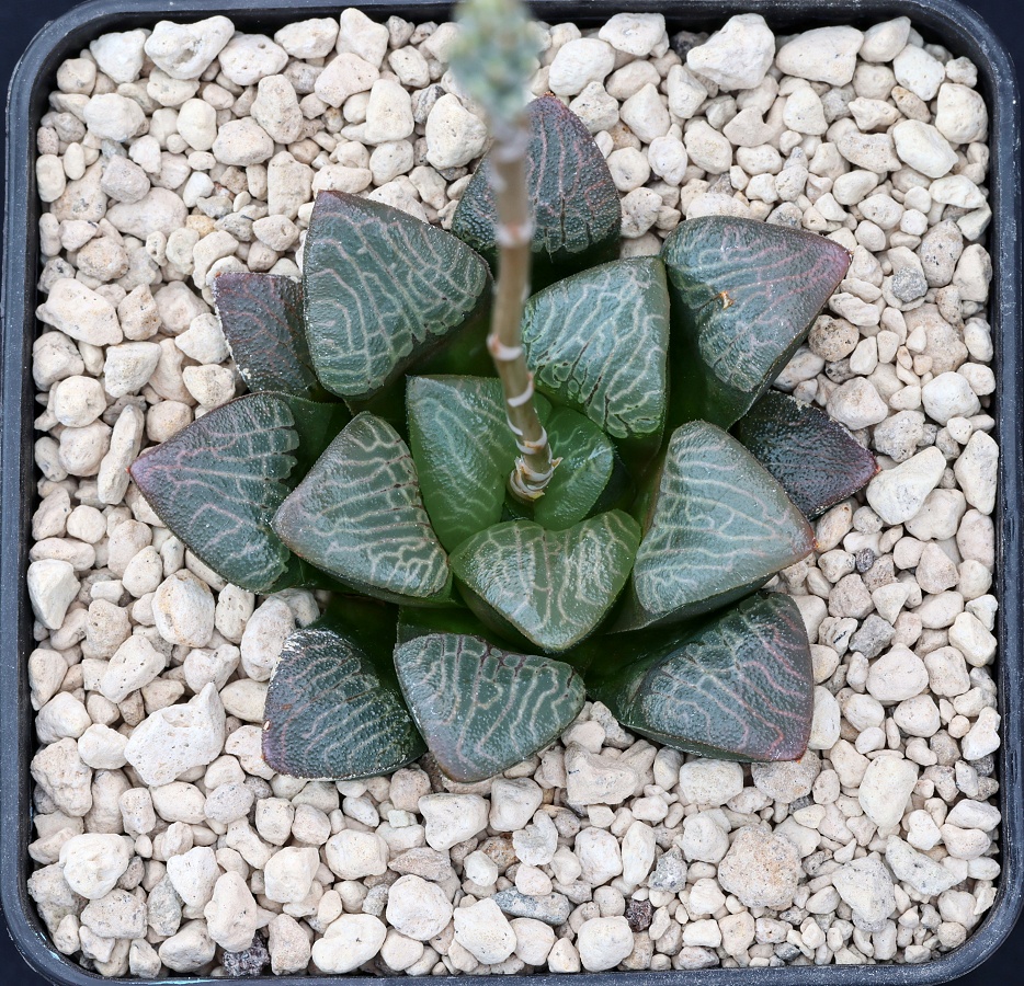 03954 cl5c haworthia bayeri de rust ne of oudtshoorn fsa092