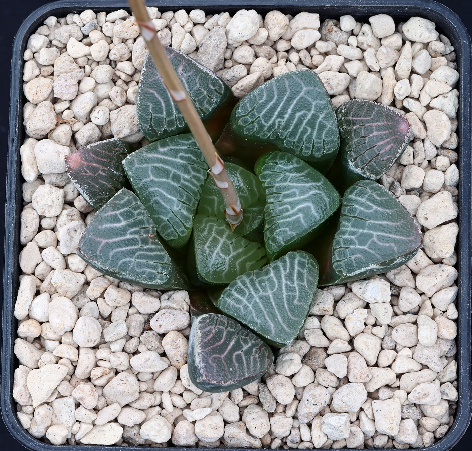 03954 cl6c haworthia bayeri de rust ne of oudtshoorn fsa092