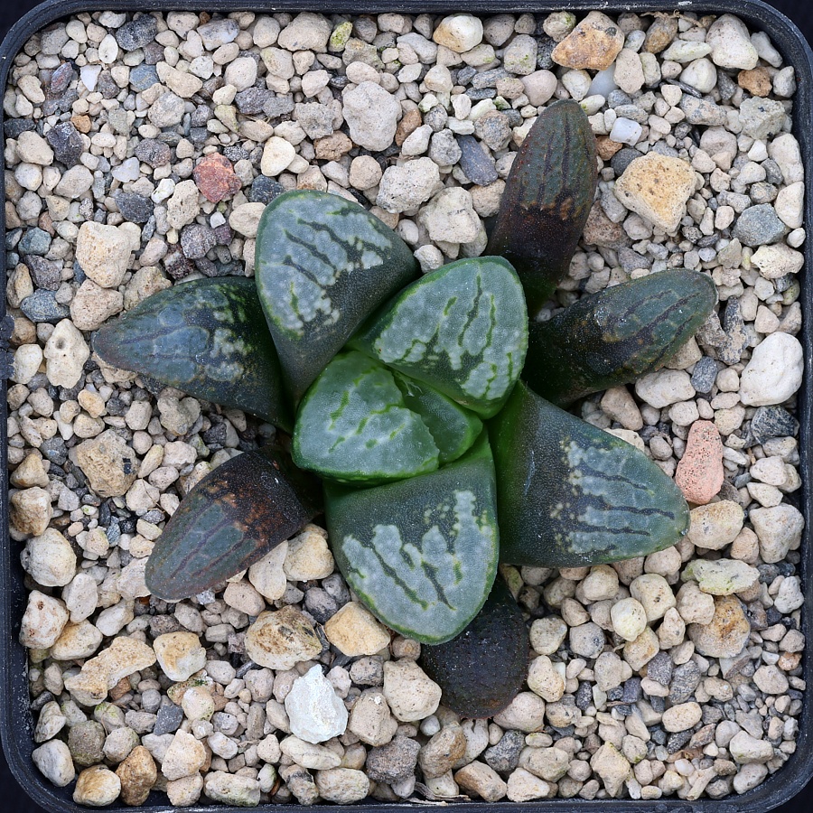 x0400 cl5 haworthia hybrid hybr 9 x groenewaldii cl7 cloudy