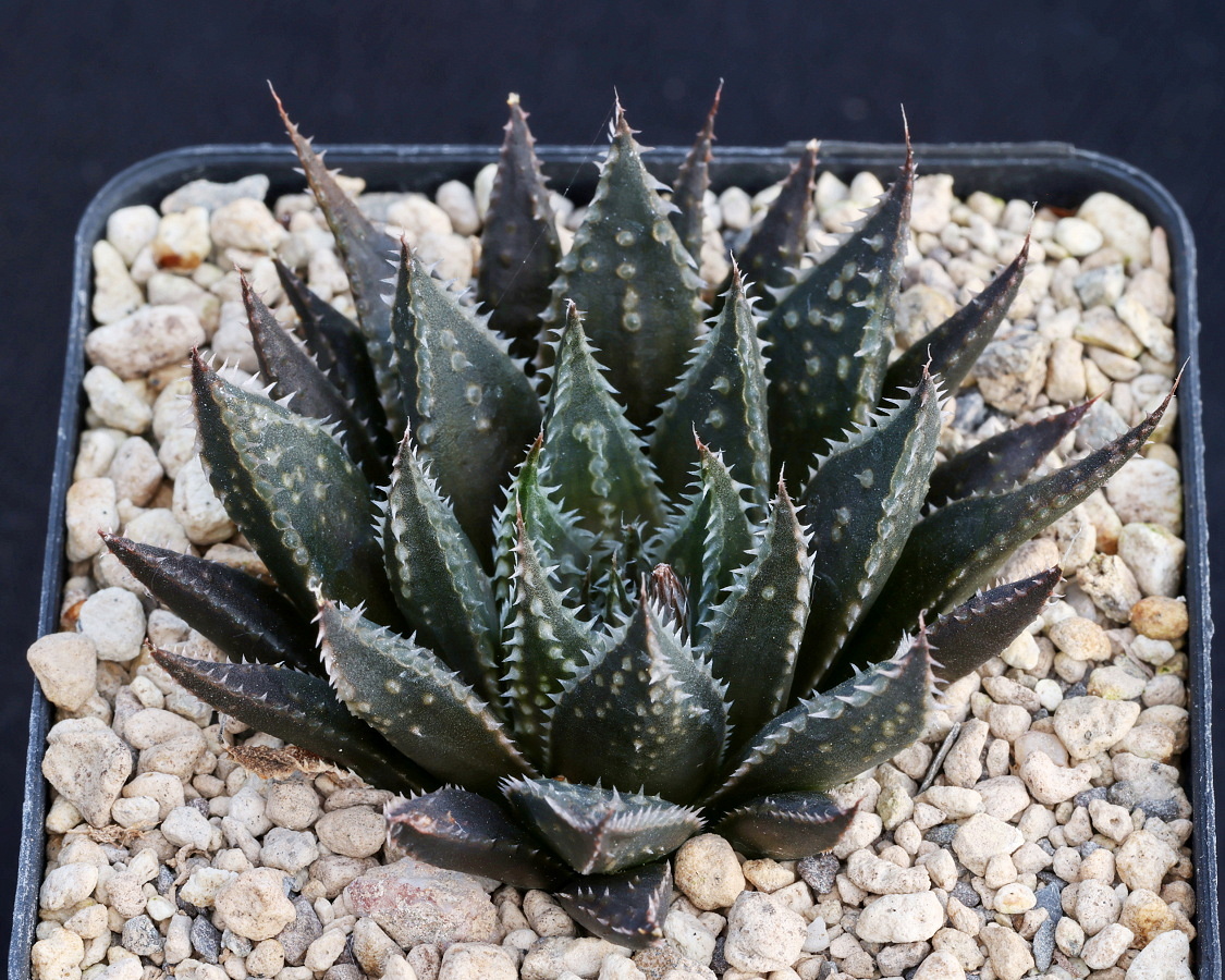 x0428 haworthia hybrid (bevs wonder x wimii) x dimorpha (2)