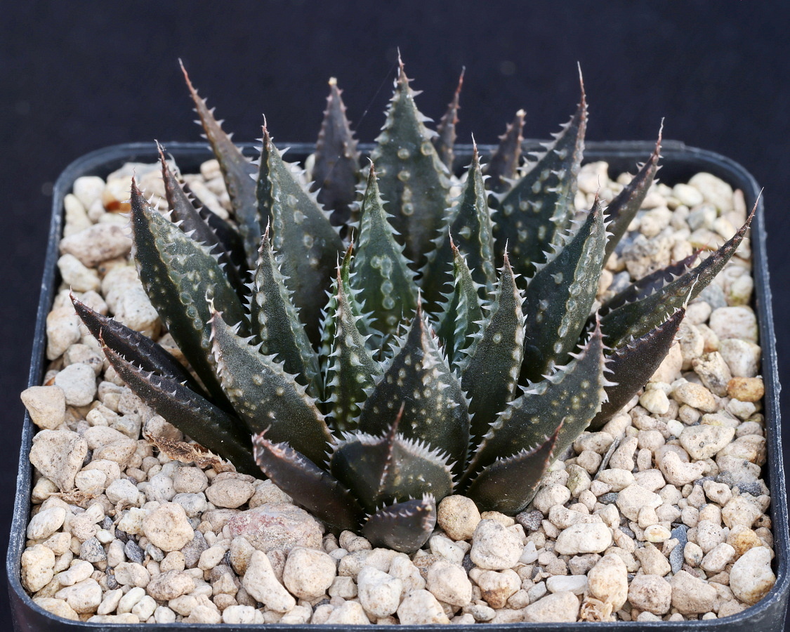 x0428 haworthia hybrid (bevs wonder x wimii) x dimorpha
