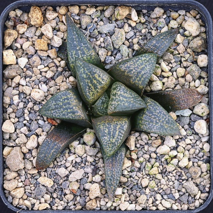 x0435 cl2 haworthia hybrid groenewaldii gm x splendens 00608 5