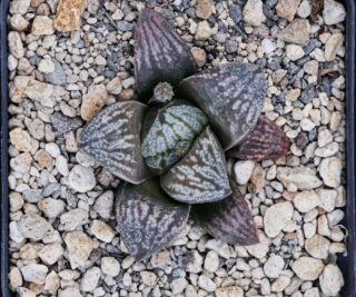 x0769 cl5 haworthia hybrid hybr 68 x hybr 31