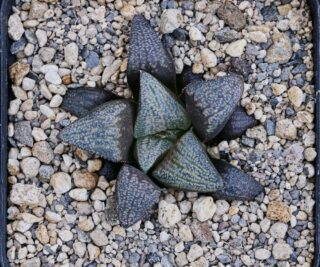 x0852 cl6 haworthia hybrid splendens vdv x enigma jdv