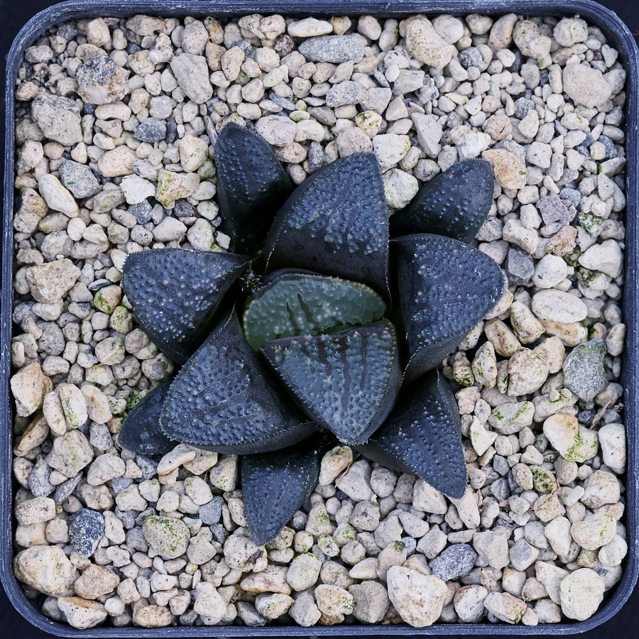 x0870 cl12 haworthia hybrid hybr 117 x groenewaldii rotterdam cl1